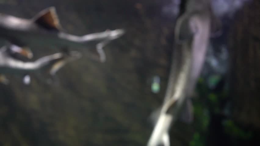 sturgeon in the aquarium