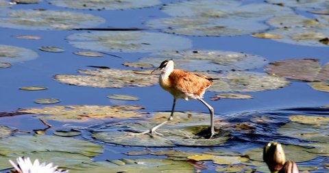 middle sized bird African jacana, Actophilornis africanus, walks among water hyacinth leaves and waterlliy flowers. Looking iside flower for food. Bwabwata , Namibia, Africa safari wilderness