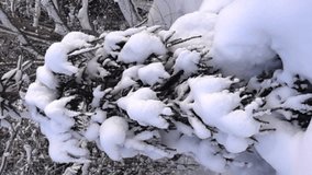 snow-covered trees and falling snow caps on snowbreak day near the forest hut. Super slow motion 1000 fps. Vertical video