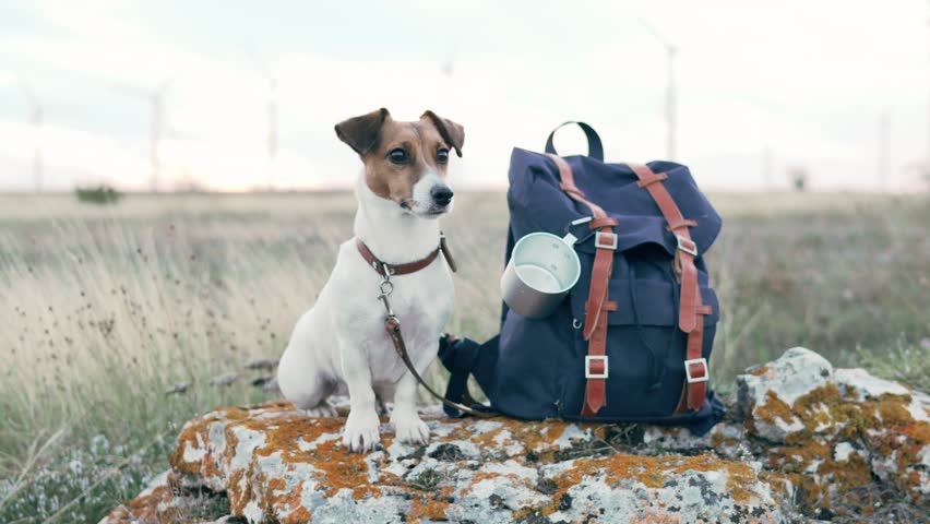 jack russell backpack