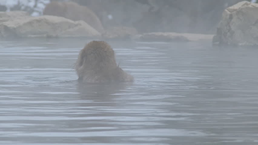 Follow the small monkey that moves in the hot spring. Jigokudani Monkey Park, Nagano Prefecture, Japan.