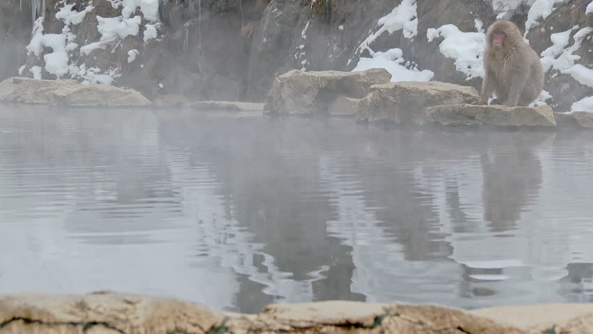 Small monkey. Jigokudani Monkey Park, Nagano Prefecture, Japan.