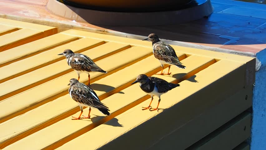 One of sea bird at Cozumel Mexico
