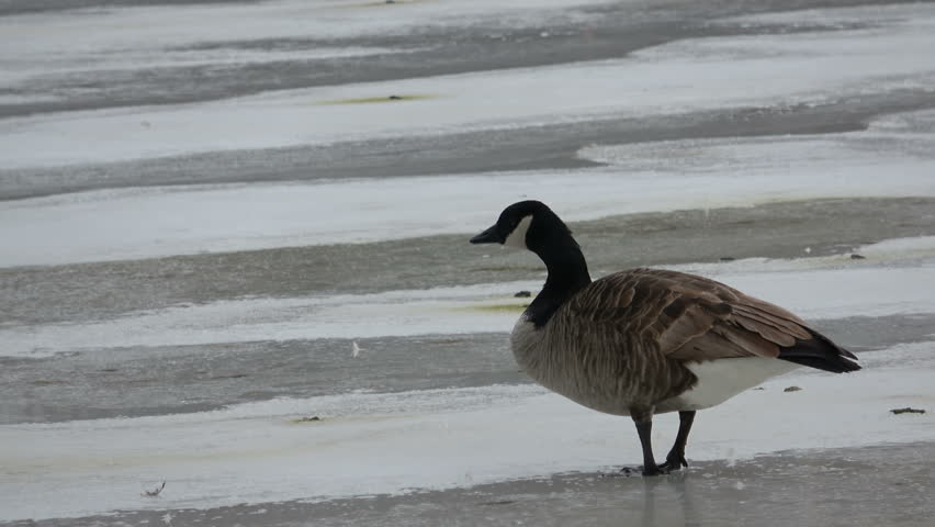 A Canada goose standing on a half frozen river in winter