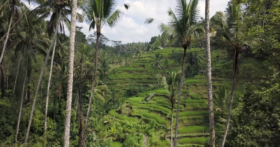 Tegallalang Rice Terraces in Ubud (AERIAL DRONE SHOT) 16 | Shutterstock HD Video #1024262876
