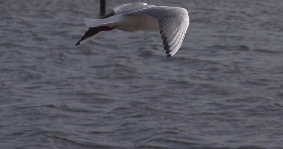 Black headed gulls gliding flying over water slow motion
