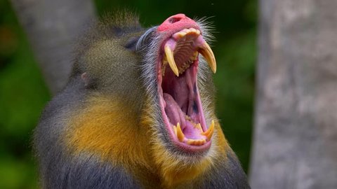 Mandrill (Mandrillux sphinx) yawning