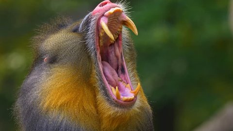 Mandrill (Mandrillux sphinx) yawning