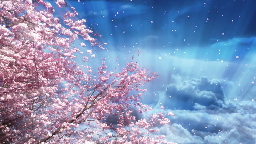 sakura tree fantasy sky Stock Footage Video (100% Royalty-free ...