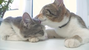 funny video cat. two cats lick each other kitten. slow motion video. Cats grooming and licking each other. pet a cute lifestyle video