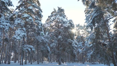 Fantastic winter landscape during sunset. winter pine the sun forest in the snow sunlight movement. frozen frost Christmas New Year tree. concept new year winter . slow motion video. Pine trees