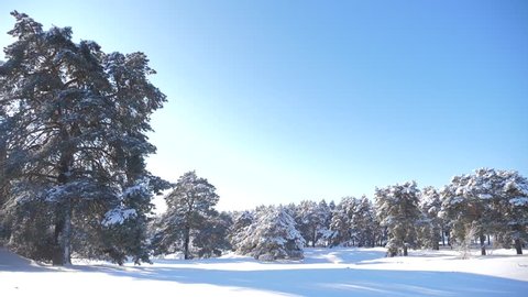 Frozen winter forest with snow covered trees. slow motion video. winter pine forest in the snow sunlight movement. frozen frost Christmas New Year tree. concept new lifestyle year winter. Pine trees