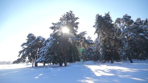 Frozen winter forest with snow covered trees. slow motion video. winter pine forest in the snow sunlight movement. frozen frost Christmas New Year tree. concept new year winter. slow motion video
