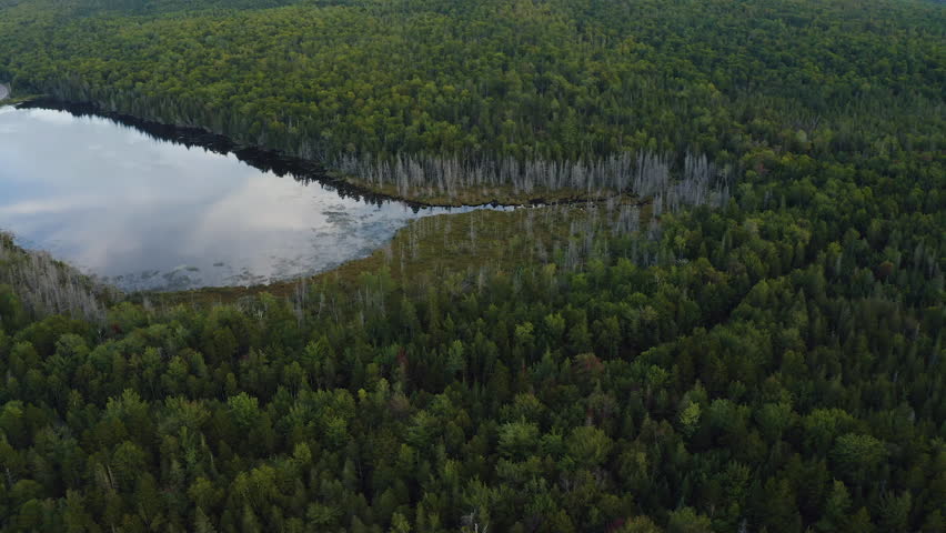 Aerial view of a mirror-like pond in the middle of a very dense forest
