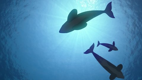 Underwater shot of a pod of killer whales (orcas orcinus) circling the sun in blue ocean - seamless looping high quality 3d animation