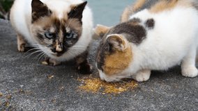 Cats Eating Food In The Street