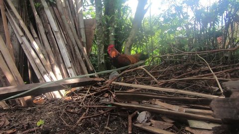 Farm Rooster from Southeast Asia