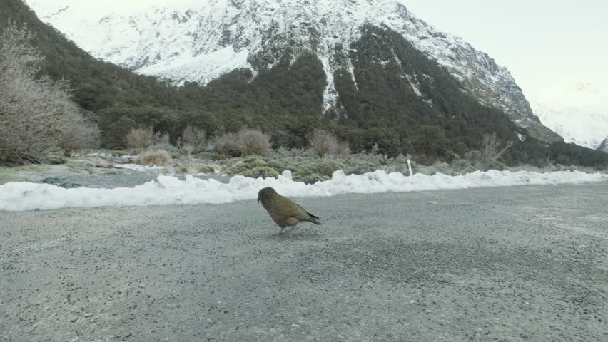A rare and endangered Kea walking along a path in Fiordland New Zealand, surrounded by snow capped mountains and peaks