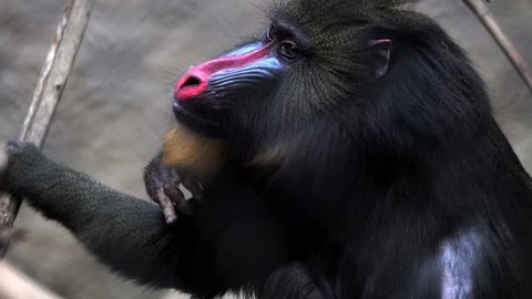 This video shows a mandrill monkey picking and eating fleas off its fur.