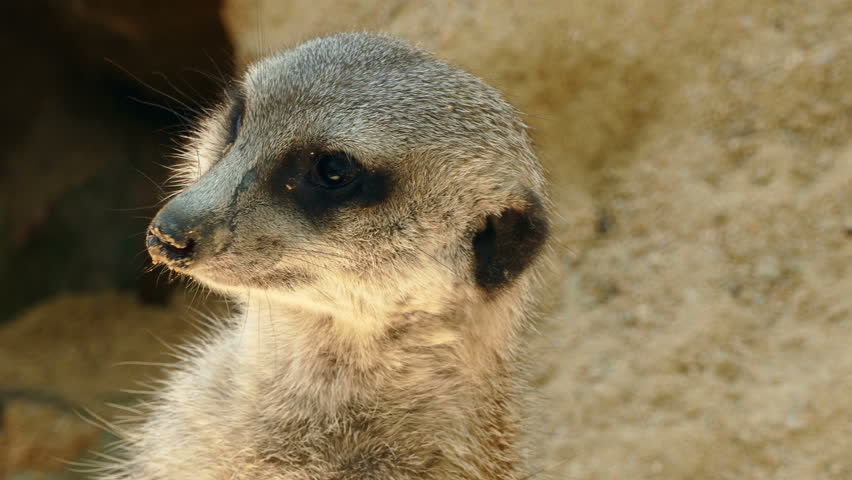 Portrait of vigilant meerkat.(Suricata suricatta).
Close-up of a watching meerkat in all directions upright and looking directly at you.