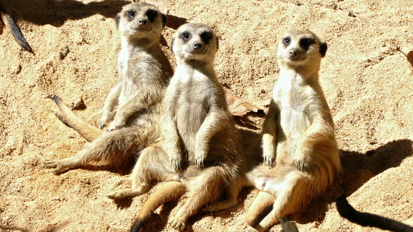 Portrait of threes meerkats.(Suricata suricatta).
Close-up of Three sitting meerkats, who look at you, watch around and play with each other.