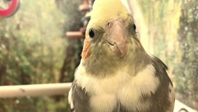 Bird Corella parrot sits on his cage and eats feed closeup portrait, mobile video
