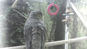 Bird Corella parrot sitting on his cage close-up portrait, mobile video