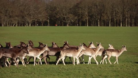 DUBLIN, IRELAND - FEB 17: A herd of deer in the Phoenix Park on Feb 17, 2019 in Dublin, Ireland. Phoenix Park is one of the largest walled city parks in Europe of a size of 1750 acres