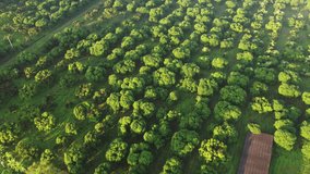 Aerial scene fly over tree plantation field in north of Thailand 4k video