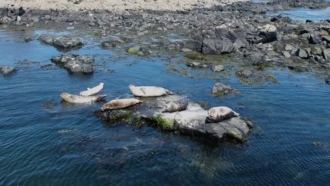 Seals laying on rocks at Rue point Rathlin Island Aerial photo Atlantic Ocean Co. Antrim N. Ireland