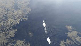 Two adult white swans and their little chicks swim on the lake among the algae and look for their own food. Aerial view, 4k video