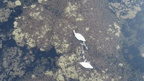 Two adult white swans and their little chicks swim on the lake among the algae and look for their own food. Aerial view, 4k video