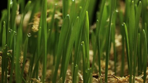 Fresh Green Wheat Growing. Timelapse with growing plant New Life