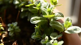 Small potted mint plants. The winter sun has a yellowish light that illuminates the scene, a slight breeze makes the leaves move. 30fps 4K video