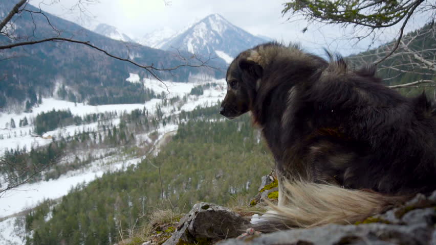 A big furry dog overlooking a valley in the snowy mountains