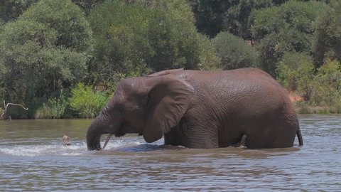 An Elephant has fun splashing around in a water hole to cool down on a hot day.