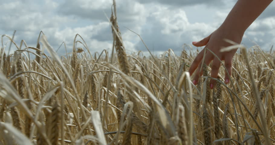 A young girls hand brushes through a barley field in slow motion.