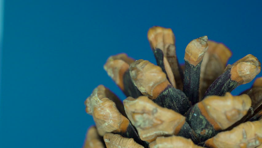 The brown tip of the blac spruce on a macro shot from the open cones