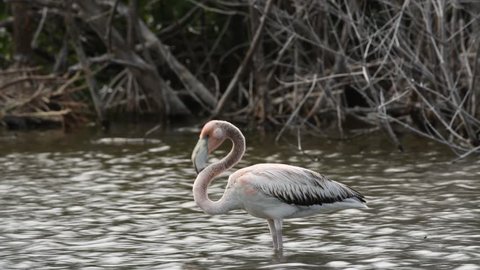   Juvenile American flamingo. American flamingo or Caribbean flamingo, Scientific name: Phoenicopterus ruber. Cuba.