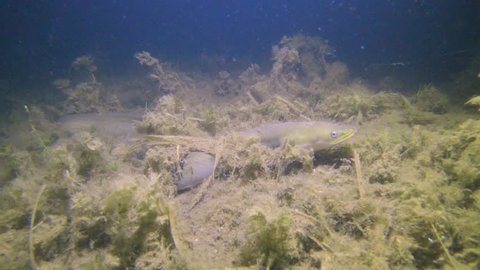 Eel fish (anguilla anguilla) in the beautiful clean river. Wild life animal European Eel. Eel in the nature habitat with nice background. Underwater video of swimming Eel.