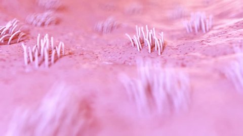 3d rendered animation of human cilia