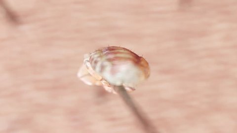 3d rendered animation of a head louse