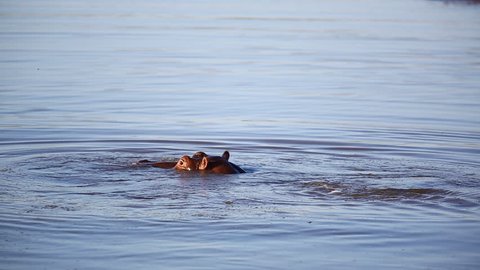Isolated Hippo Heads Surfacing Above Water. Pod Of Hippos together In A River.