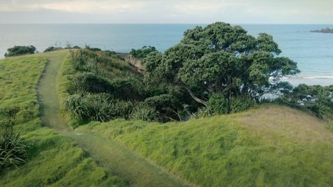 Aerial over grassy hill with path cut into it, pohutukawa trees, beach and calm ocean At Tawharanui, Auckland, New Zealand  