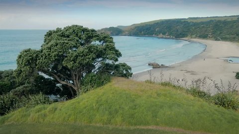 Aerial over grassy hill, pohutukawa trees, beach and calm ocean At Tawharanui, Auckland, New Zealand 