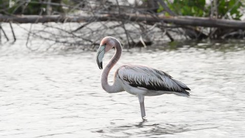 Juvenile American flamingo. American flamingo or Caribbean flamingo, Scientific name: Phoenicopterus ruber. Cuba.