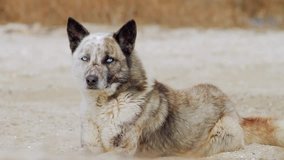 husky mongrel dog with beautiful blue eyes sitting on sand - slow motion video