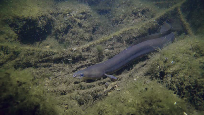 Eel Fish Anguilla Anguilla In Stock Footage Video 100 Royalty Free Shutterstock