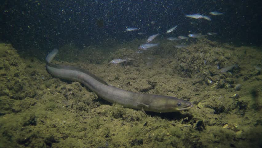 Eel Fish Anguilla Anguilla In Stock Footage Video 100 Royalty Free Shutterstock