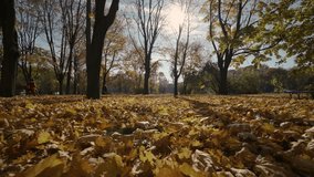 Footage of yellow leaves on the grass. 